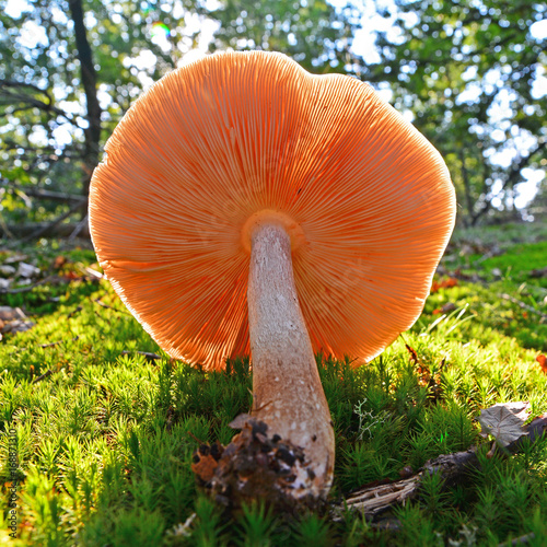 pluteus pellitus mushroom