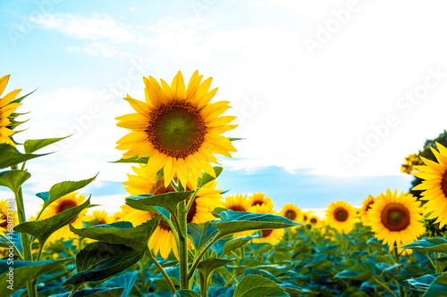 Sunflower field