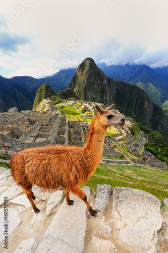 Llama standing at Machu Picchu overlook in Peru © donyanedomam