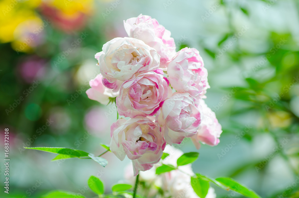 Pink roses flower blossom in a garden,Decoration flowers Pink roses flower blossom in a garden,Decoration flowers