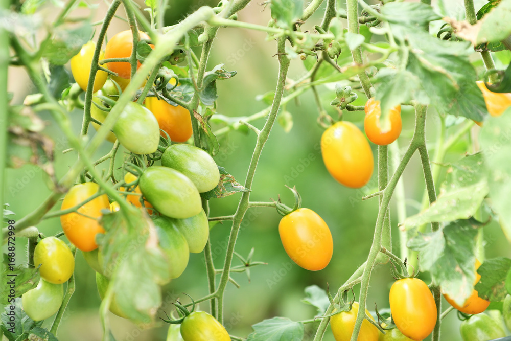 家庭菜園のフルーツトマト