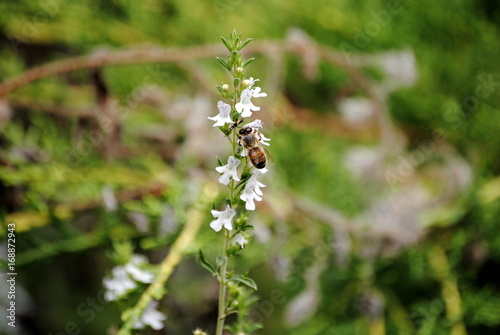 Abeille © Laure Cabot