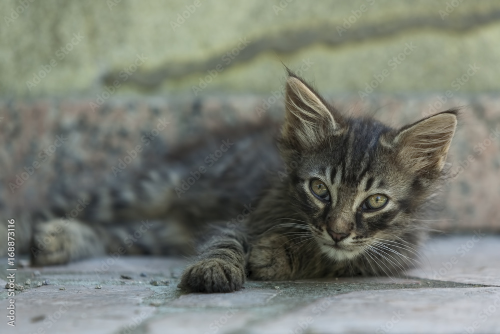 Shot of a beautiful kittens in the wild Shot of a beautiful kittens in the wild