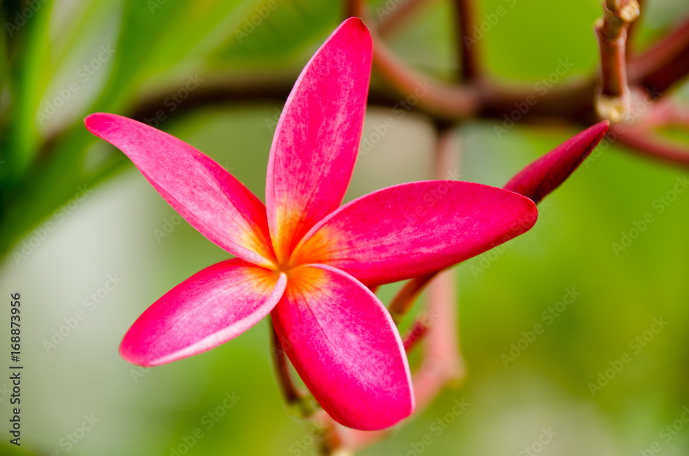 Plumeria with green background Plumeria with green background