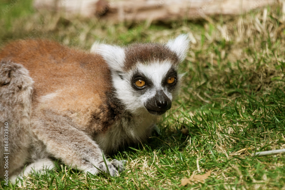 Obraz premium Lemur