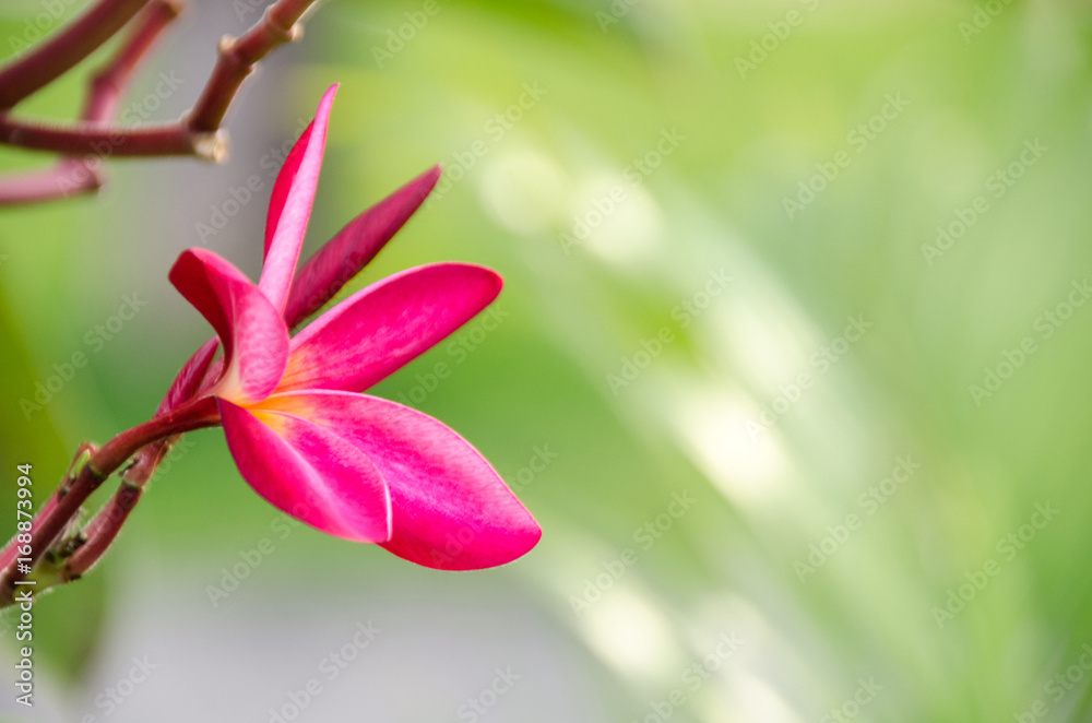 Plumeria with green background