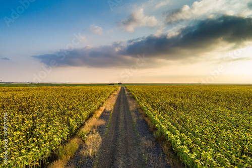 Aerial view of a country road in the middle of sunflower field at sunset with clouds