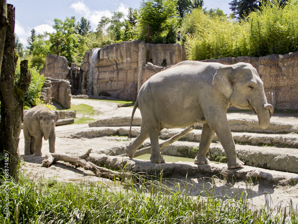 Fototapeta premium Elefant liebt sich selbst