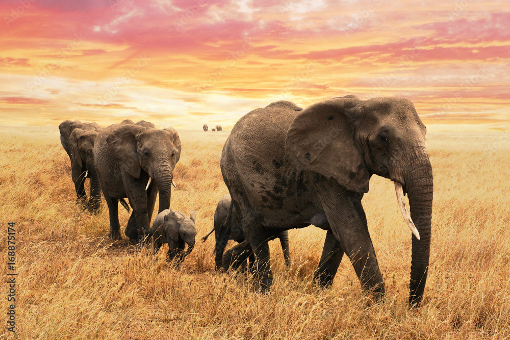Fototapeta premium Rodzinne słonie na ścieżce w sawannie