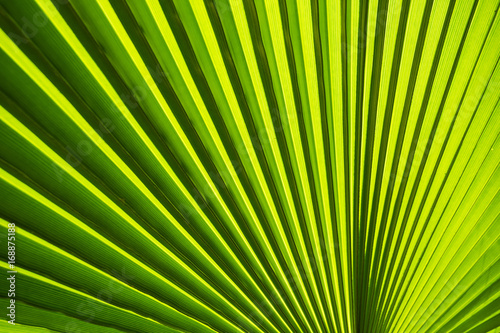 Texture of green palm leaf