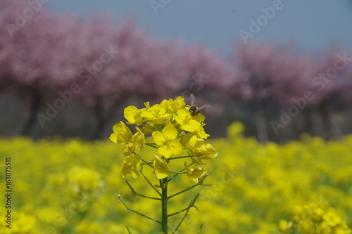 菜の花とミツバチ