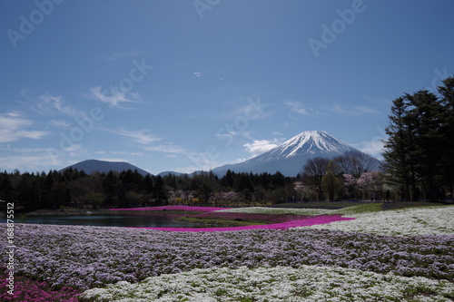 富士山と芝桜と池