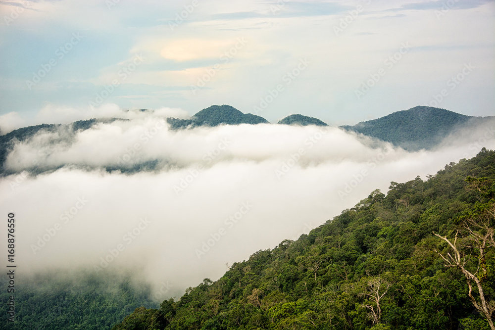 Mist on the pha hin kub,Thailand.
