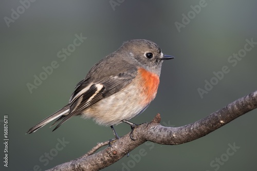 Female Red-capped Robin (Petroica multicolor) photographed at Woodlands Historic Park Melbourne Australia