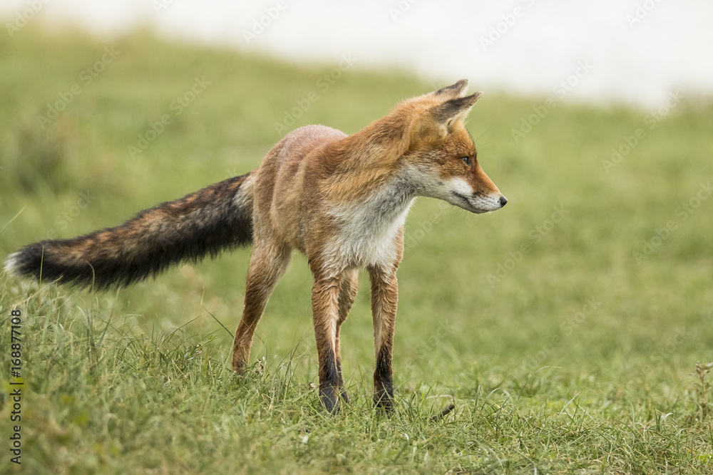 Red fox Red fox