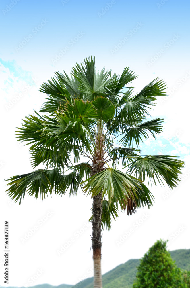 Fototapeta premium Sugar palm trees surrounded with Grass green