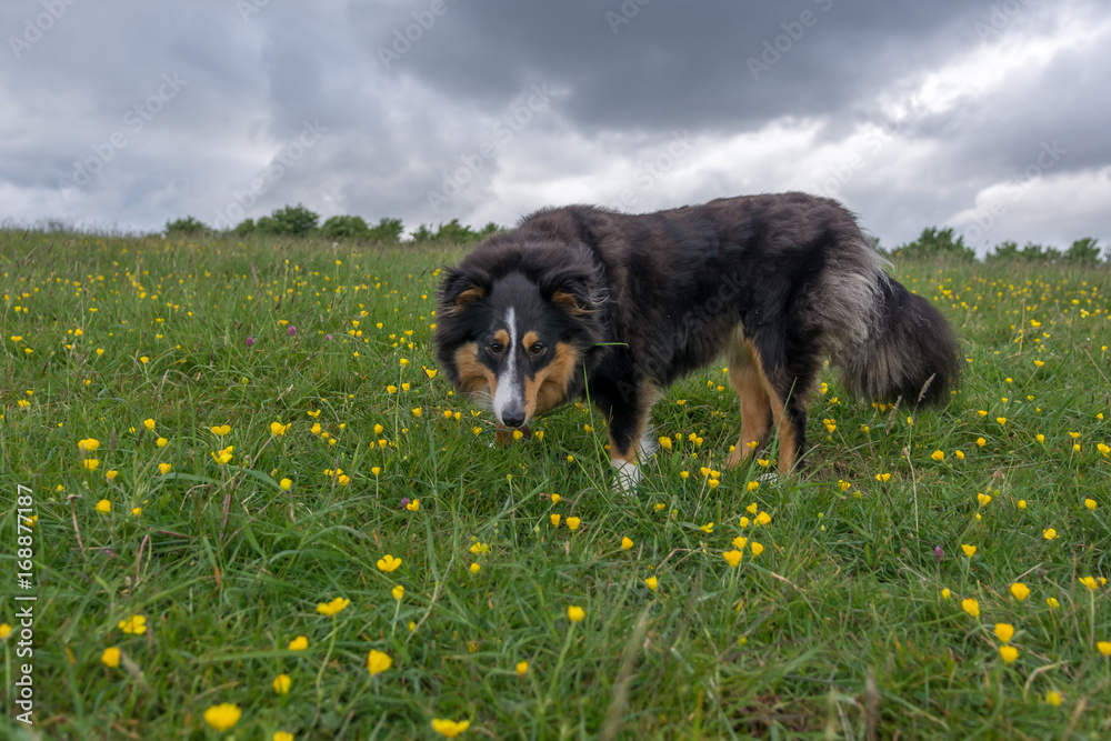 Fototapeta premium Shetland Sheepdog Outside