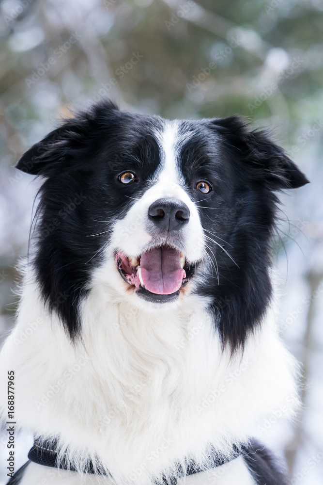 Border collie portrait, winter