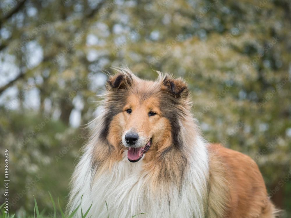 Portrait of rough collie