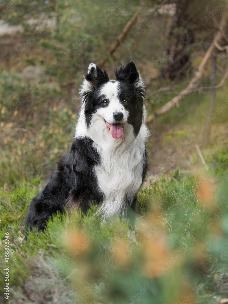 Beautiful border collie at forest