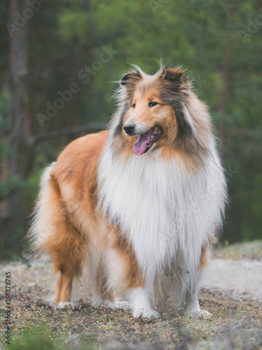 Rough collie at forest