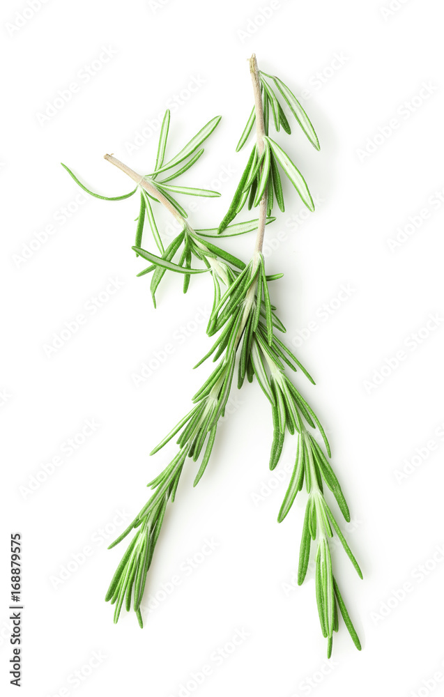 Fresh rosemary on white background Fresh rosemary on white background