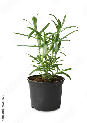 Green rosemary plant in pot on white background