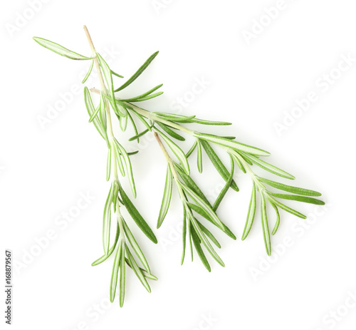 Fresh rosemary on white background