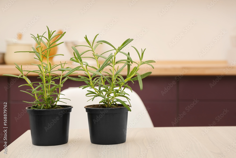 Green rosemary in pots on table Green rosemary in pots on table