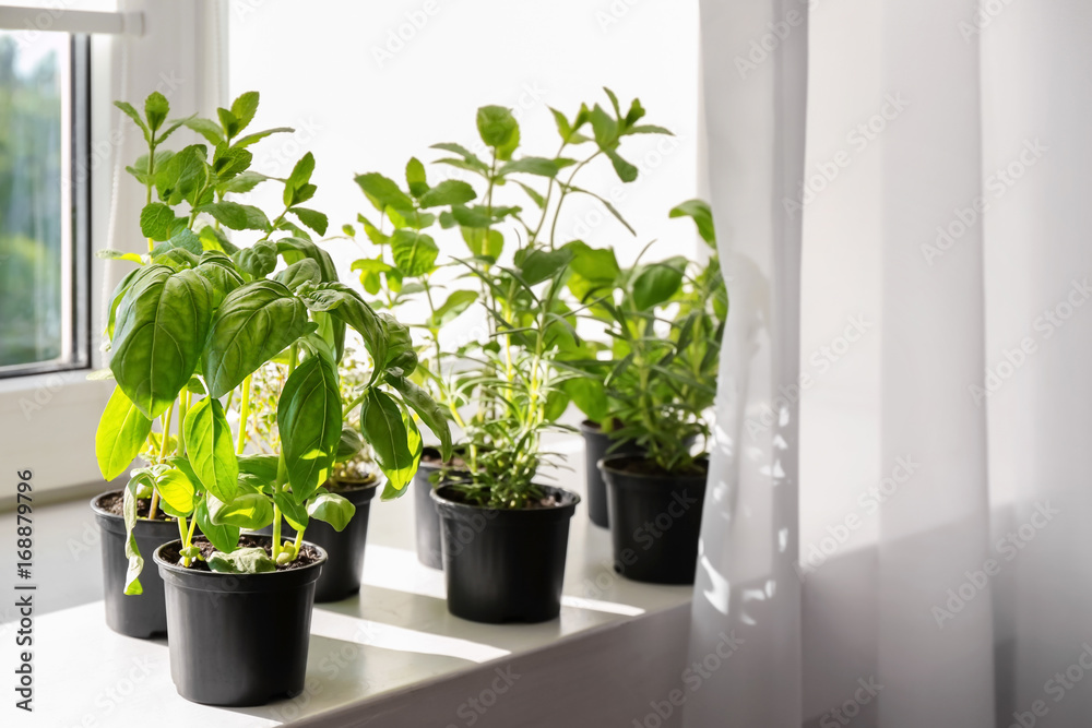 Pots with basil, rosemary and mint on windowsill Pots with basil, rosemary and mint on windowsill