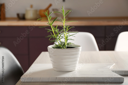 Green rosemary in pot on table