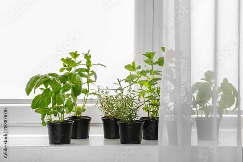 Pots with basil, thyme, rosemary and mint on windowsill