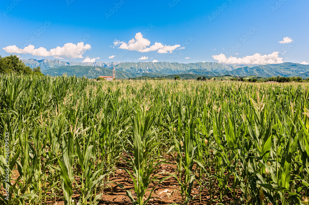 Agricultural landscape. Agricultural landscape.