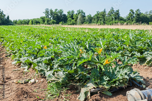 Field of zucchini (courgette) plants before the harvest.
