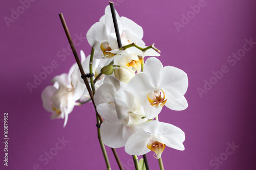 Orchid on a lilac background