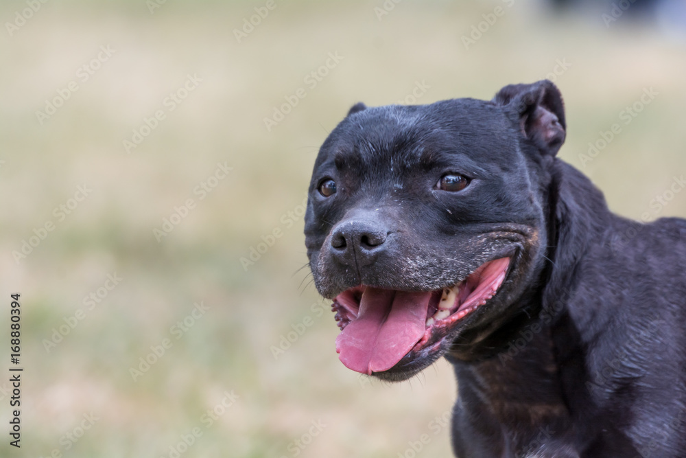 Fototapeta premium Staffordshire Bull Terrier Portrait