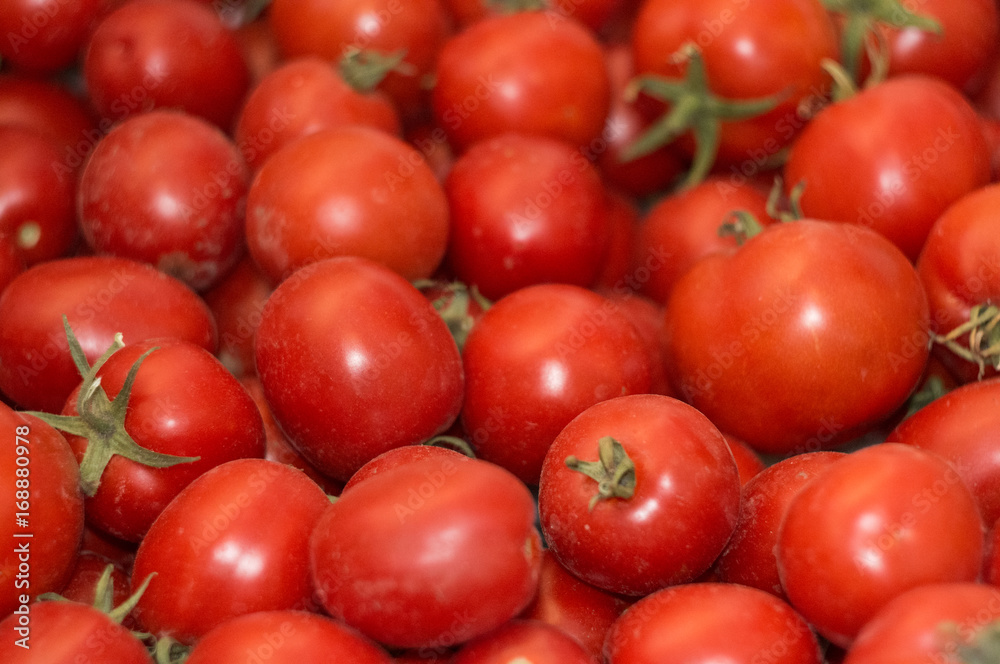 background of many red tomatoes with soft light background of many red tomatoes with soft light