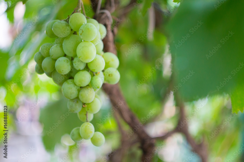 growing grapes green on bush with isolated focus growing grapes green on bush with isolated focus
