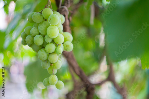 growing grapes green on bush with isolated focus
