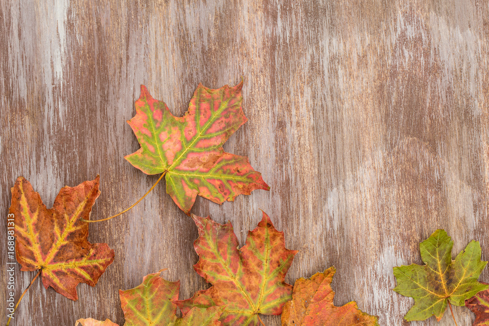 Colorful Autumn Leaves On Wood Background Colorful Autumn Leaves On Wood Background