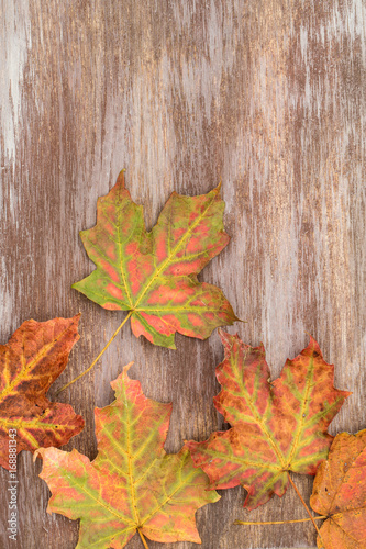 Colorful Fall Leaves on Wood Background