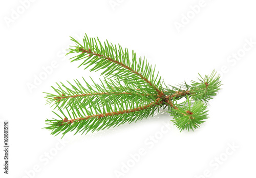 Branch of fir tree on white background
