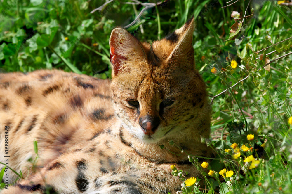 Obraz premium serval Leptailurus