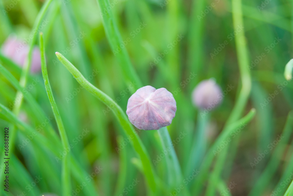 Violet Bud of schnitt (chive) onion in a garden