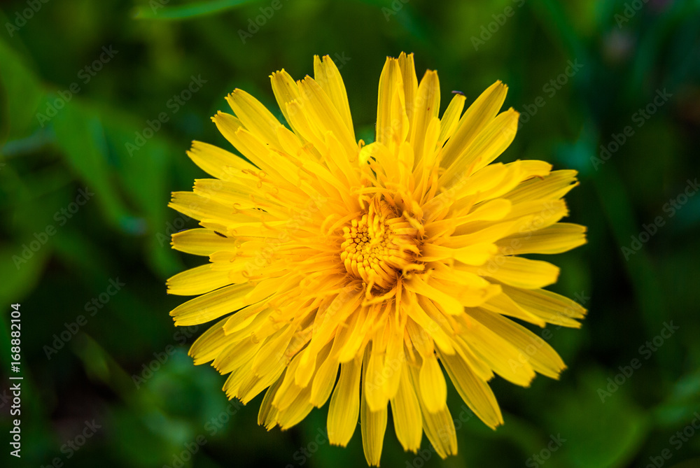 Single yellow flowersof dandelions at green leaves background - floral texture close up