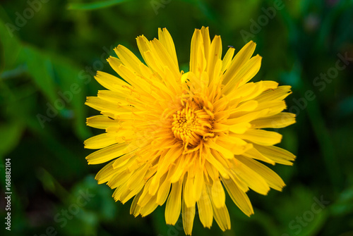 Obraz na płótnie Single yellow flowersof dandelions at green leaves background - floral texture close up w salonie