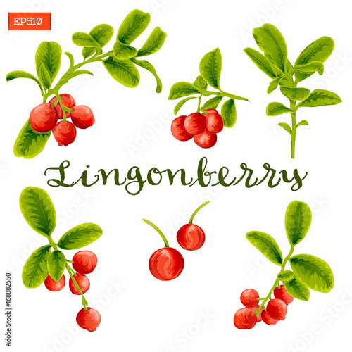 Set of leaves and berries of lingonberry plant