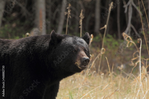 Black Bear Portrait