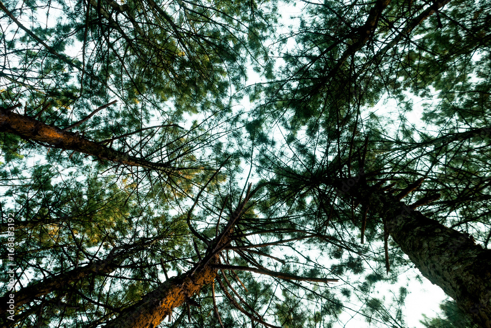 Fototapeta premium View of the pines from the bottom to the top