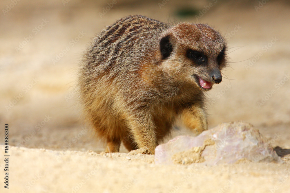 Fototapeta premium Meerkats